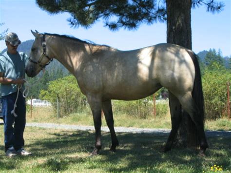 Has also been ridden on trails and is a great trail horse. . Horses for sale in oregon